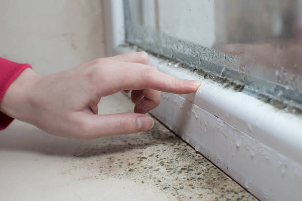 Best Mold Remediation for Healthcare Facilities  in Boardman, OR