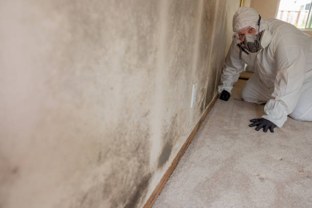 Best Mold Odor Removal Services  in Boardman, OR